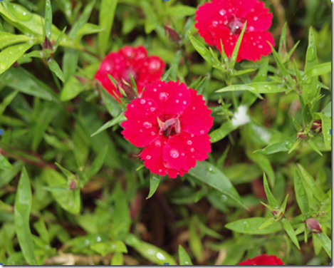 Dianthus_single_red_orig