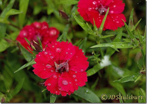 Dianthus single red2